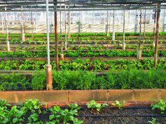 農田小氣候觀測站為什么能增加農業收入?